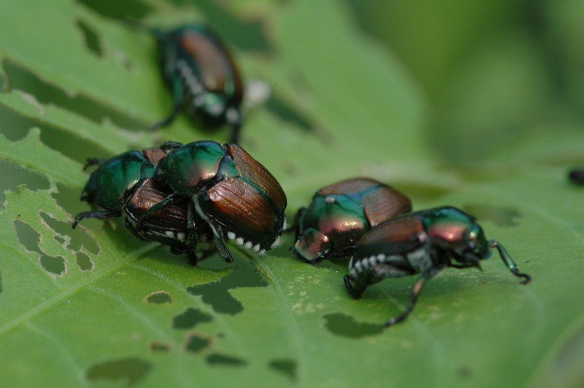 Several Japanese beetles eating a leaf