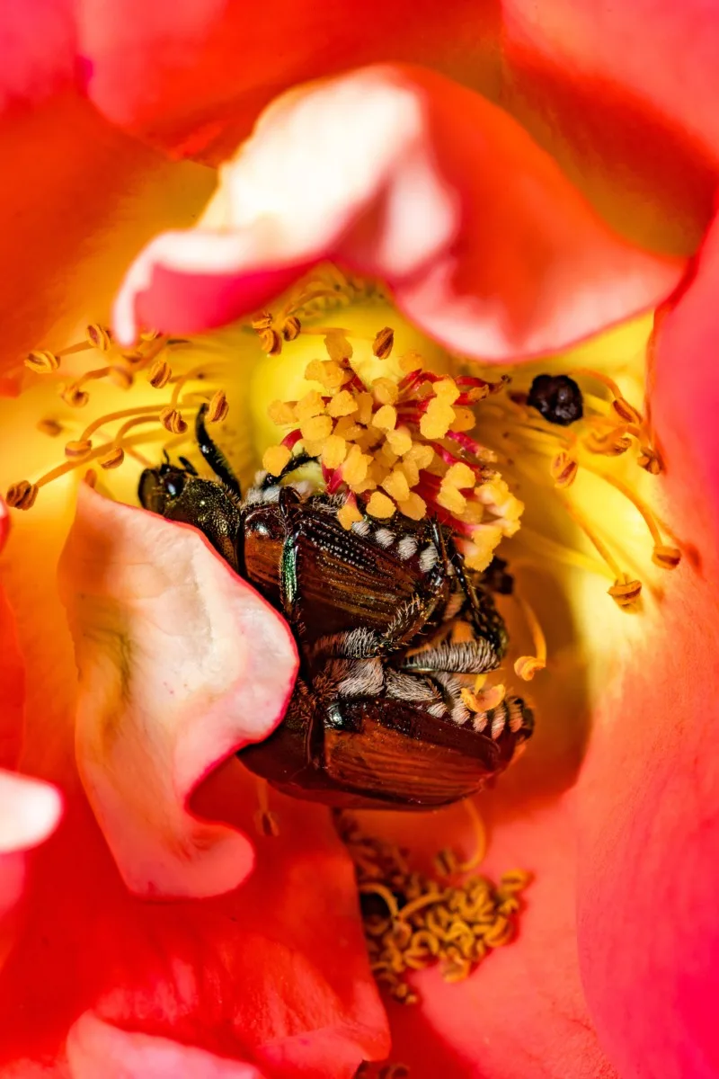 Two Japanese beetles mating in a rose flower