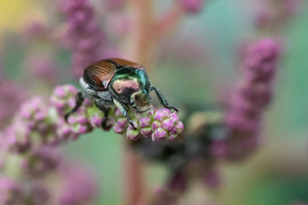 Close up of an adult Japanese beetle on a flower stalk
