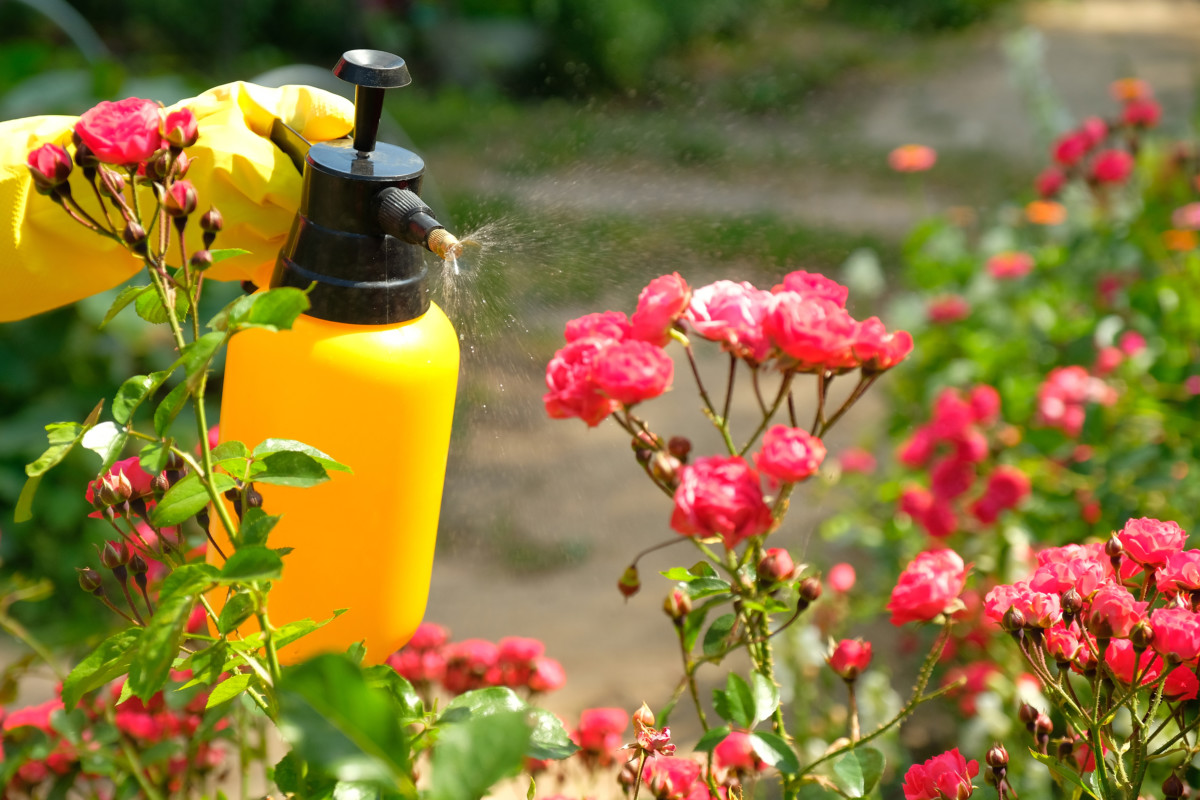Hand spraying roses with a bottle of neem oil