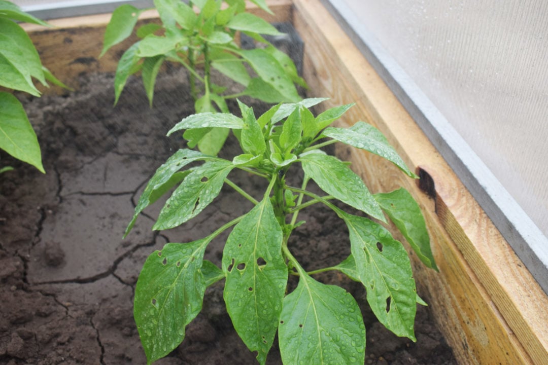 25 Common Pepper Plant Problems & How To Prevent Them