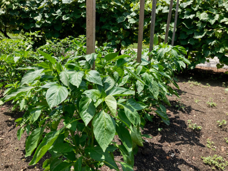 25 Common Pepper Plant Problems & How To Prevent Them