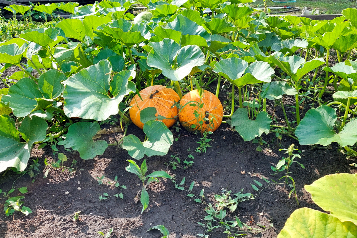 Fertilizing Pumpkins For Huge + More Pumpkin Growing Tips