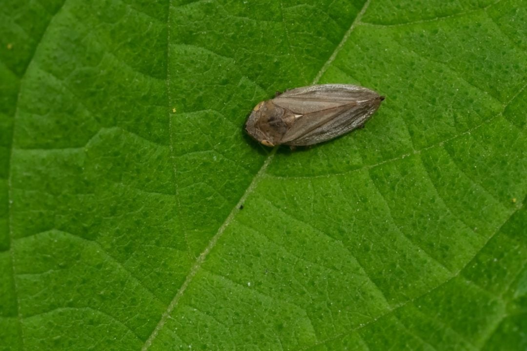 Why Is There White Foam On My Plants? Spittlebugs & What You Need To Know