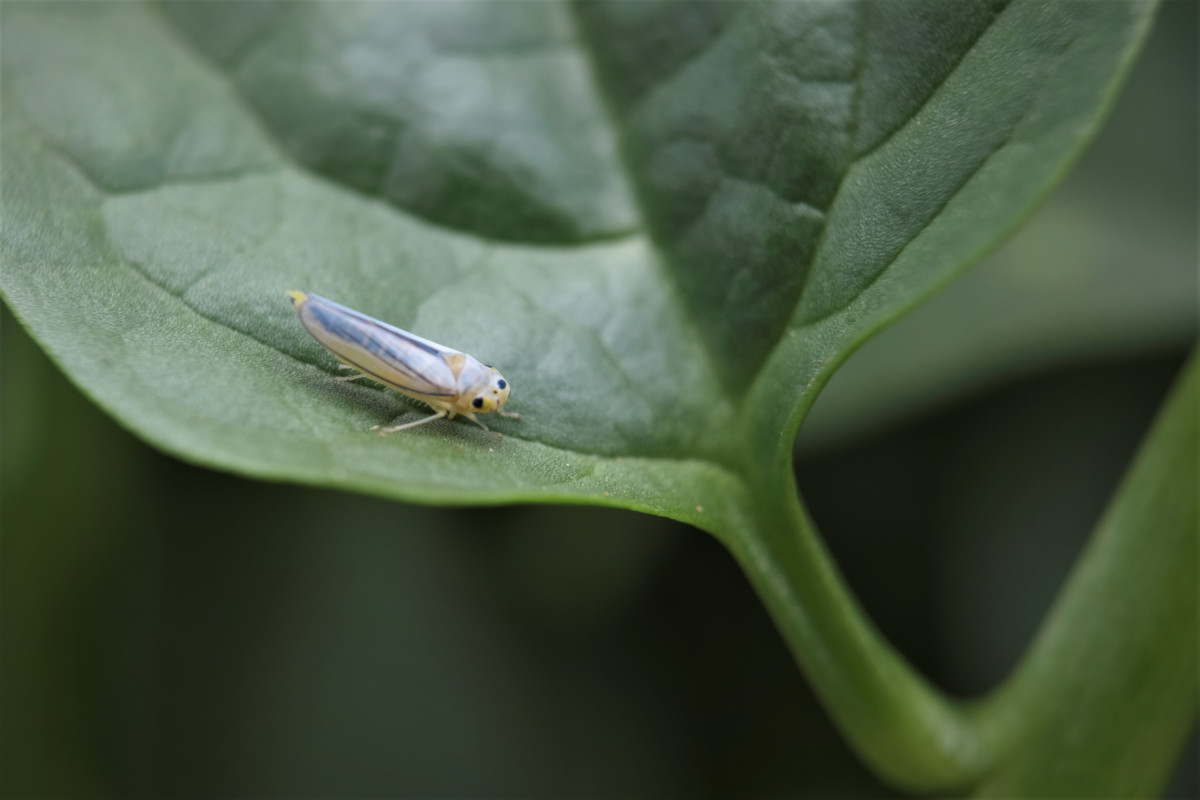 a leafhopper on a spinach leaf