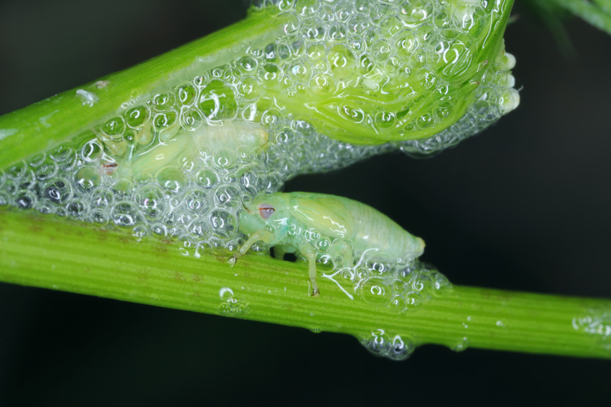 Two spittlebug nymphs creating a bubble nest.