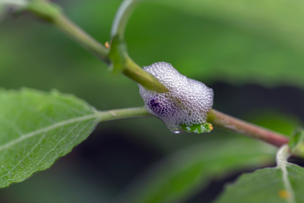 Spittlebug nest on the stem of a bush