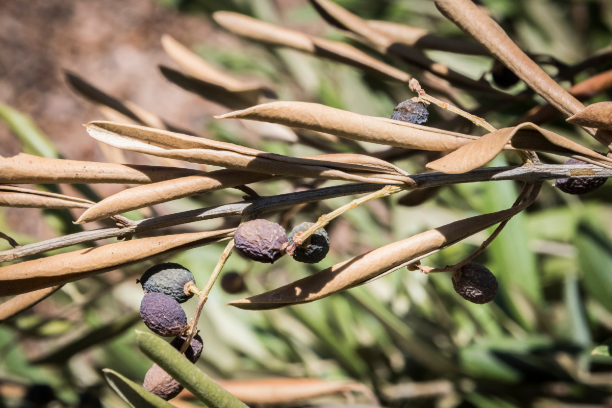 Olive trees devastated by Xylella fastidiosa bacteria