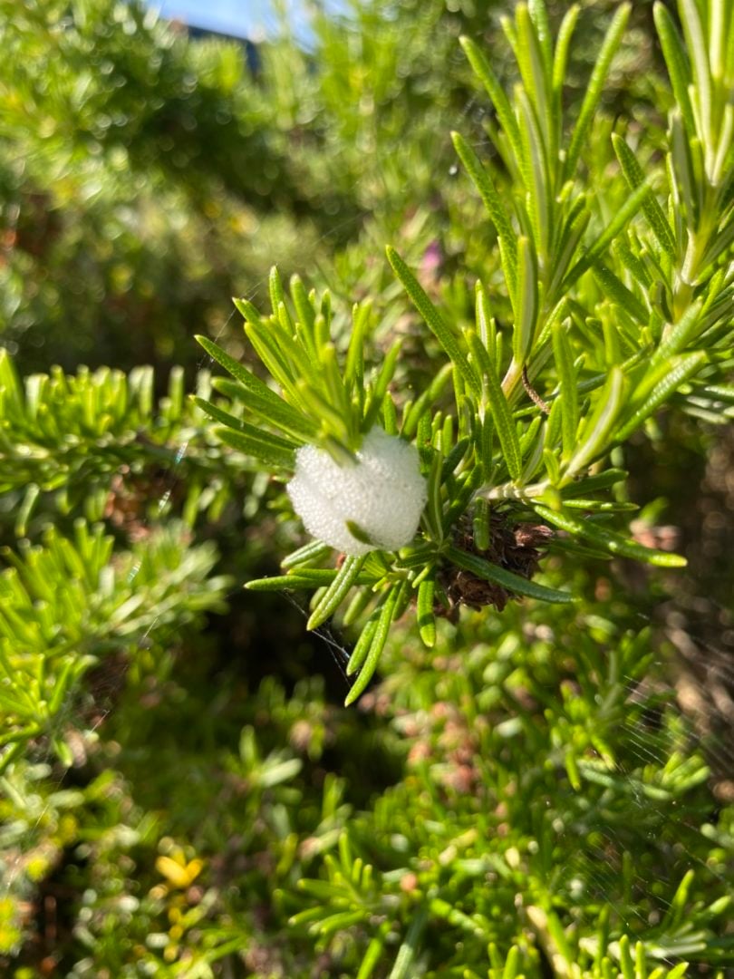 Why Is There White Foam On My Plants? Spittlebugs & What You Need To Know