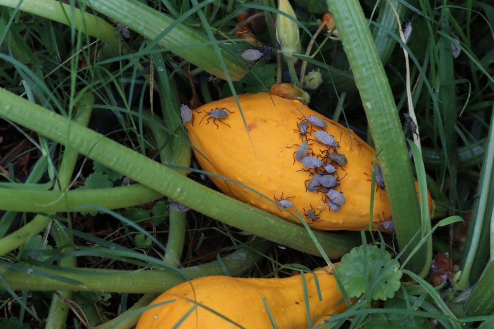 Squash Bugs How To Identify, Treat & Prevent An Infestation