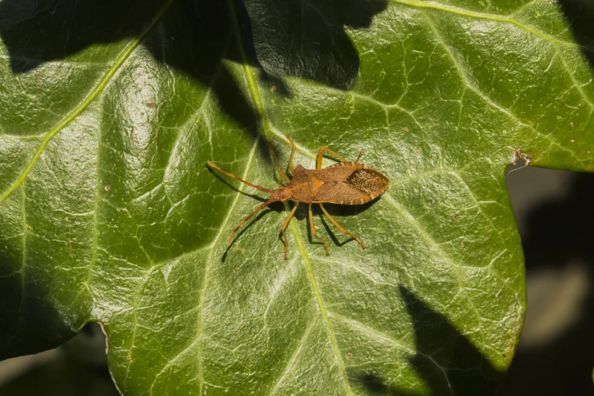 Squash bug on leaf