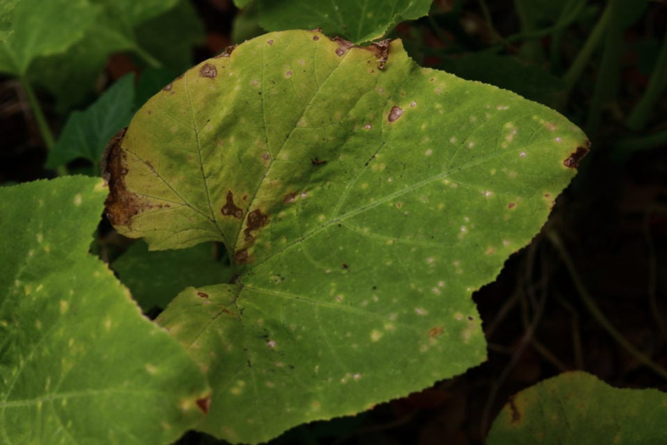 Squash Bugs How To Identify, Treat & Prevent An Infestation