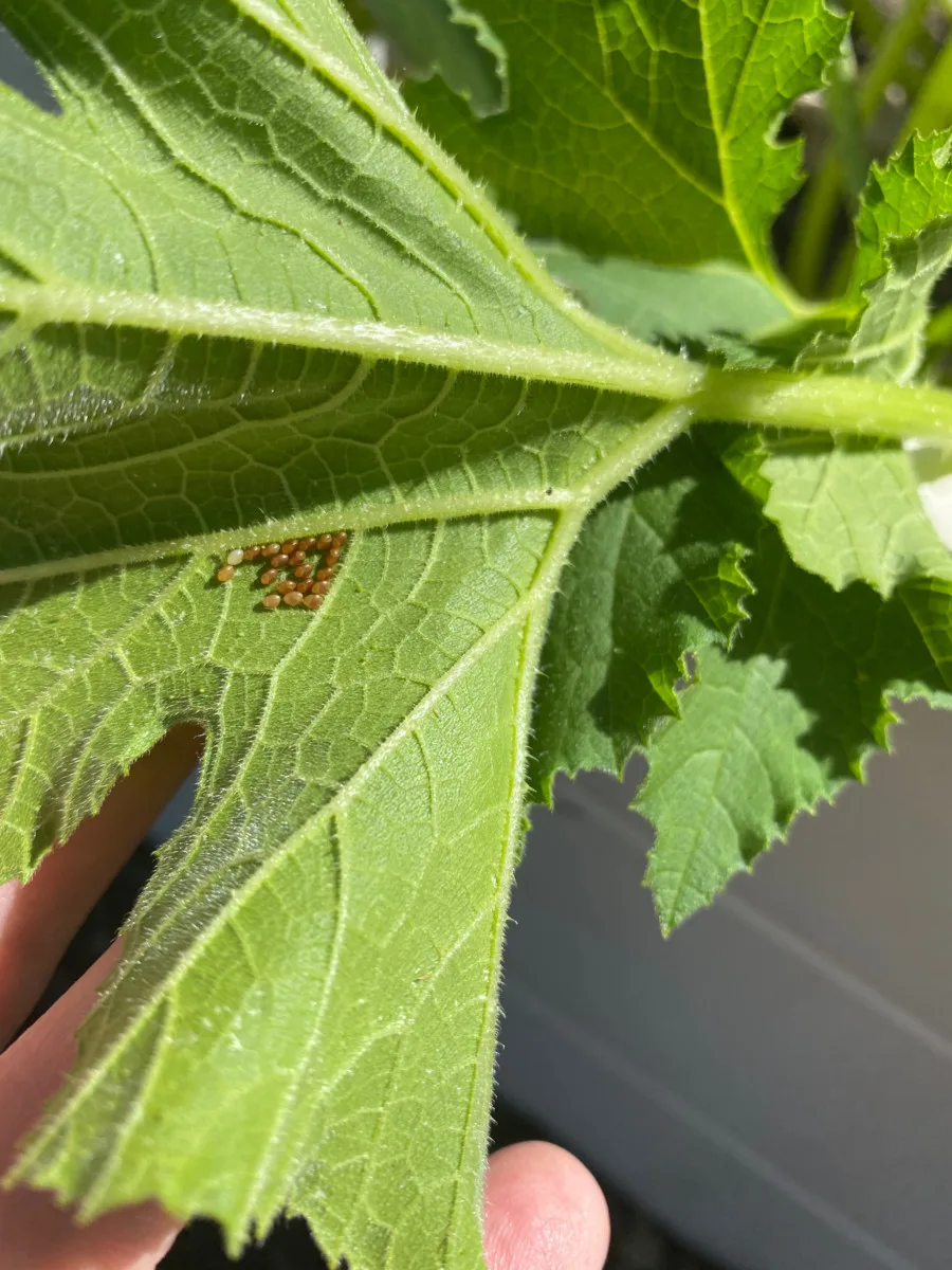 Squash bug eggs beneath leaves