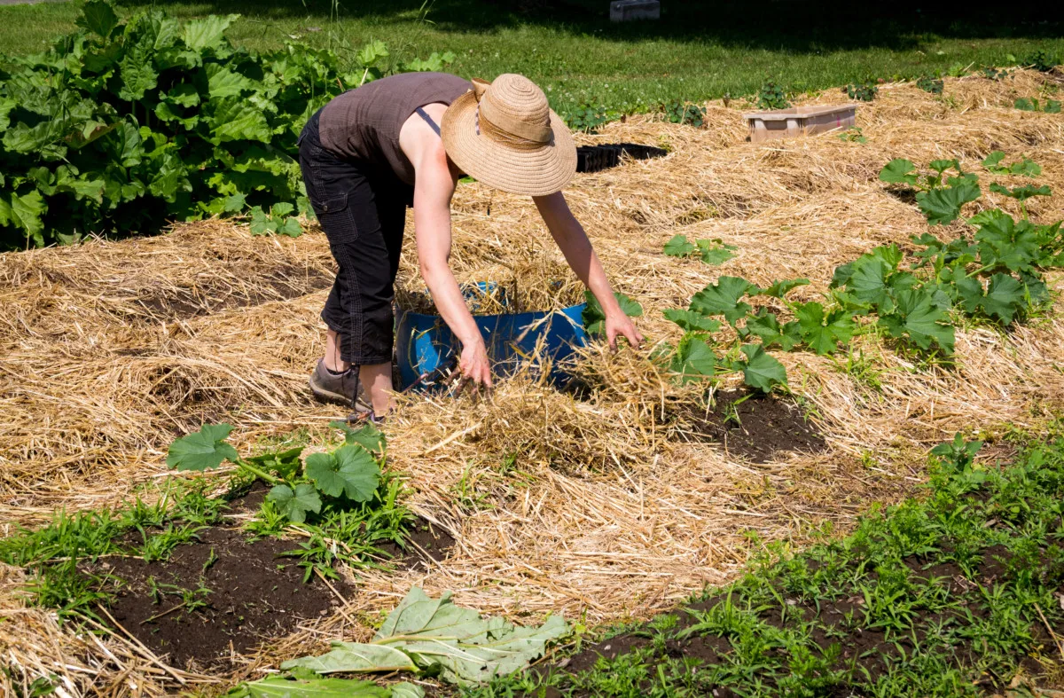 woman mulching squash plants