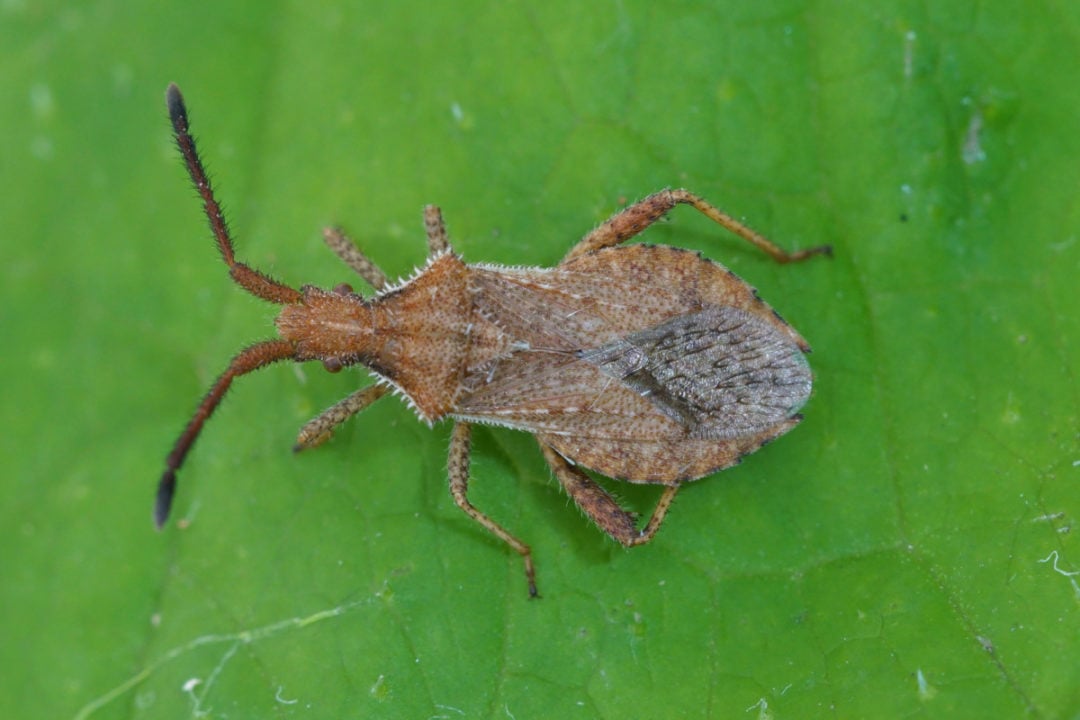 Squash Bugs How To Identify, Treat & Prevent An Infestation