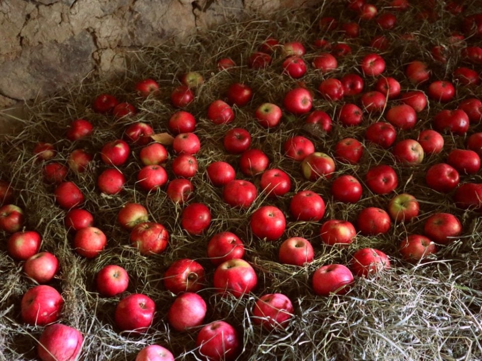 How To Store Homegrown Apples So They Last 9+ Months
