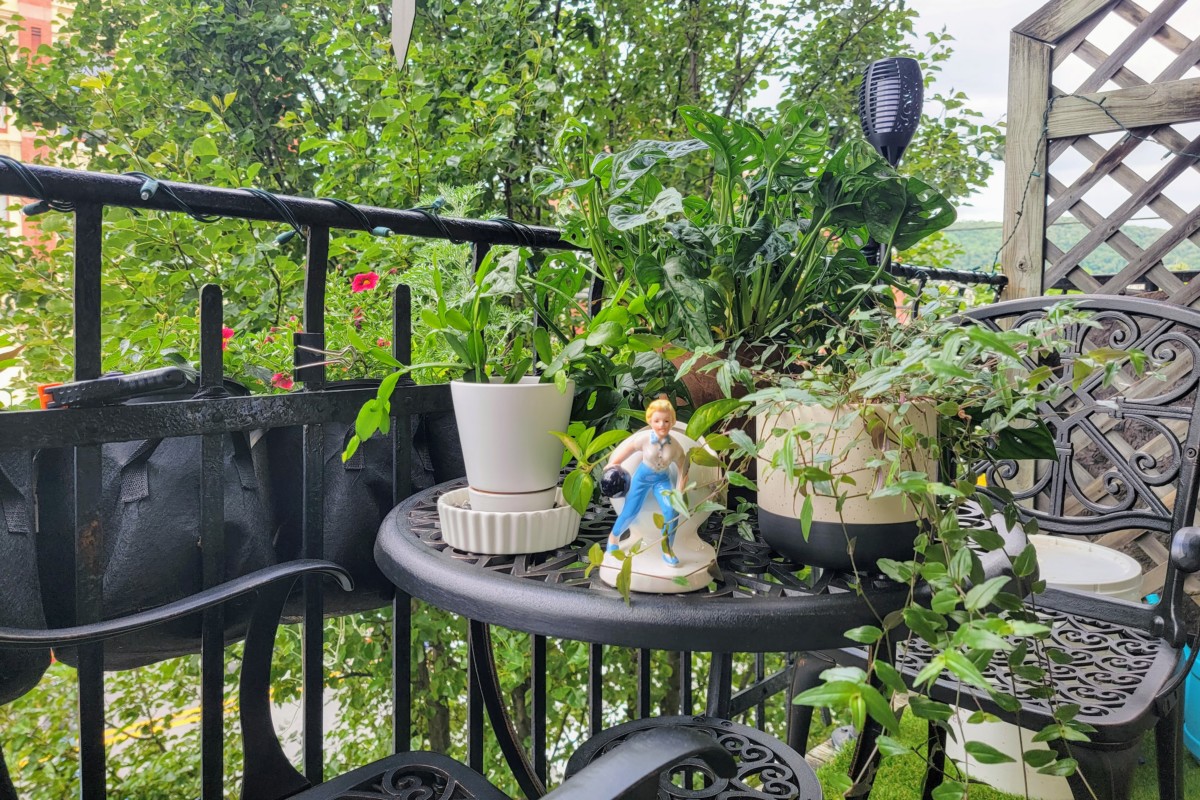 Houseplants sitting on table outside