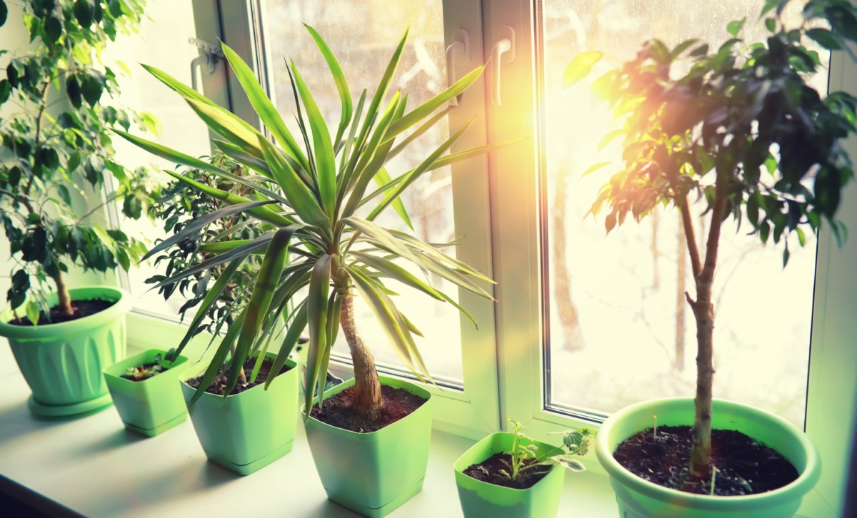 Houseplants in sunny window