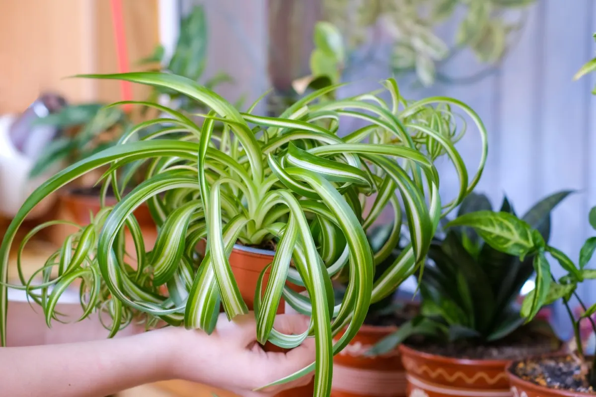Healthy spider plant