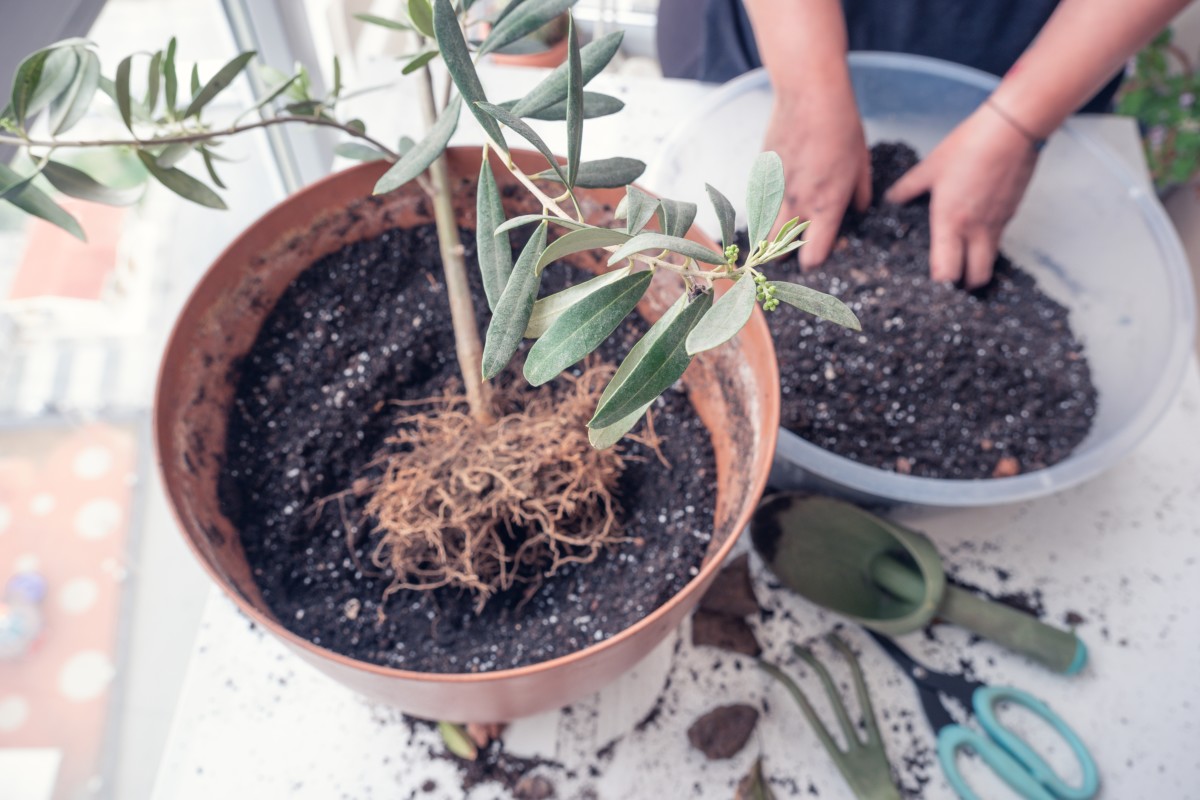 Olive tree being repotted