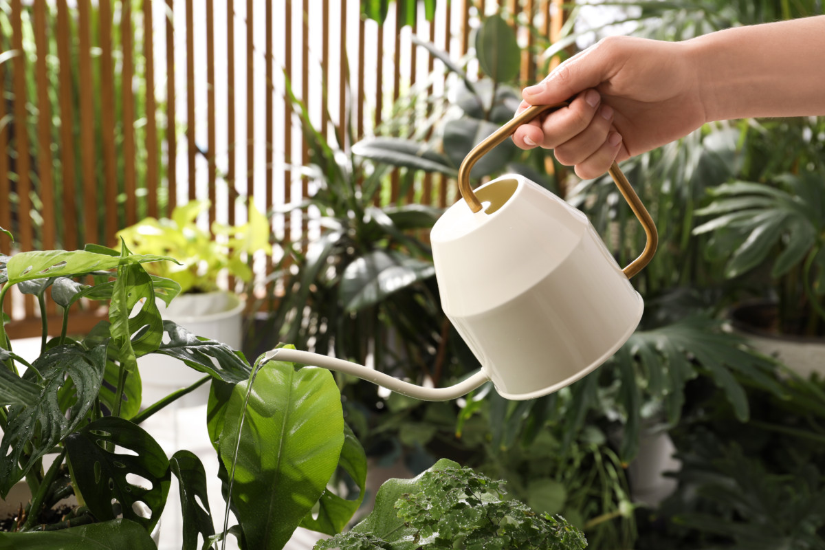 Hand holding a watering can, watering a monstera
