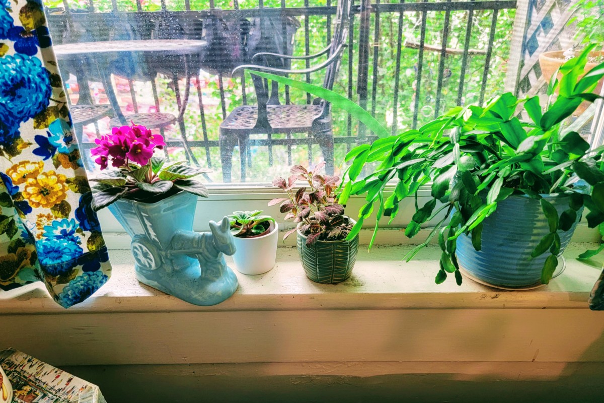 Houseplants sitting on a sunny windowsill
