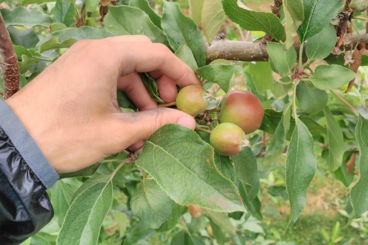hand removing small apple from tree