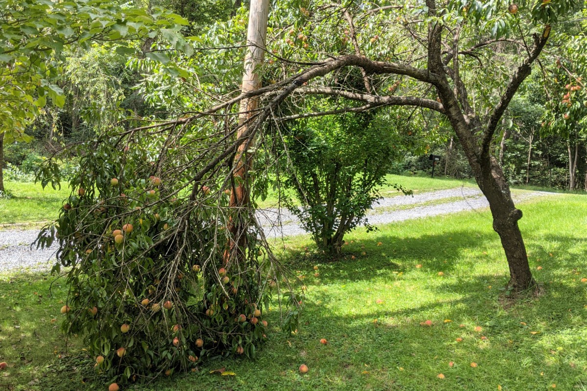 Large limb of peach tree bent over touching the ground