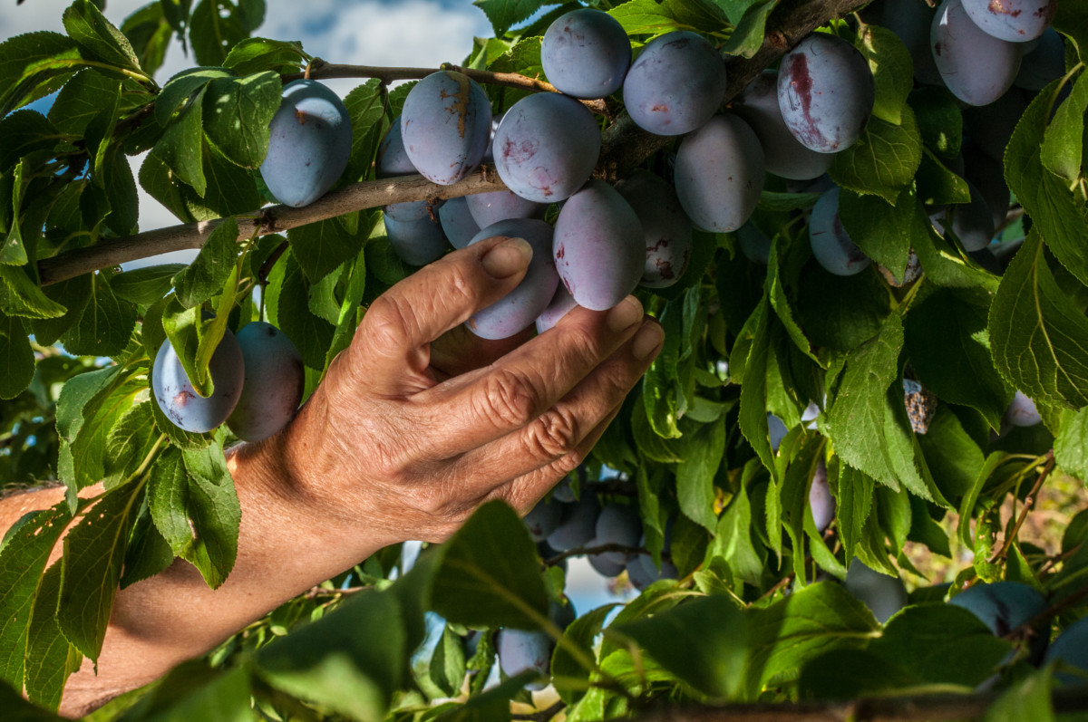 Elderly woman's hand picking plums