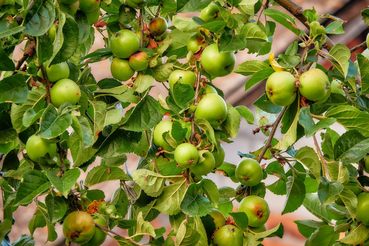 Apples growing on a tree