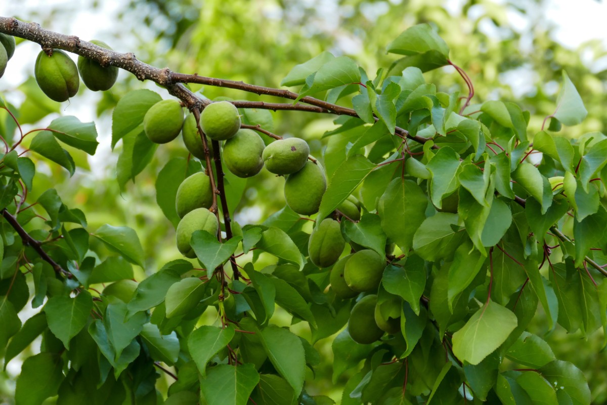 Green, unripe apricots on a branch