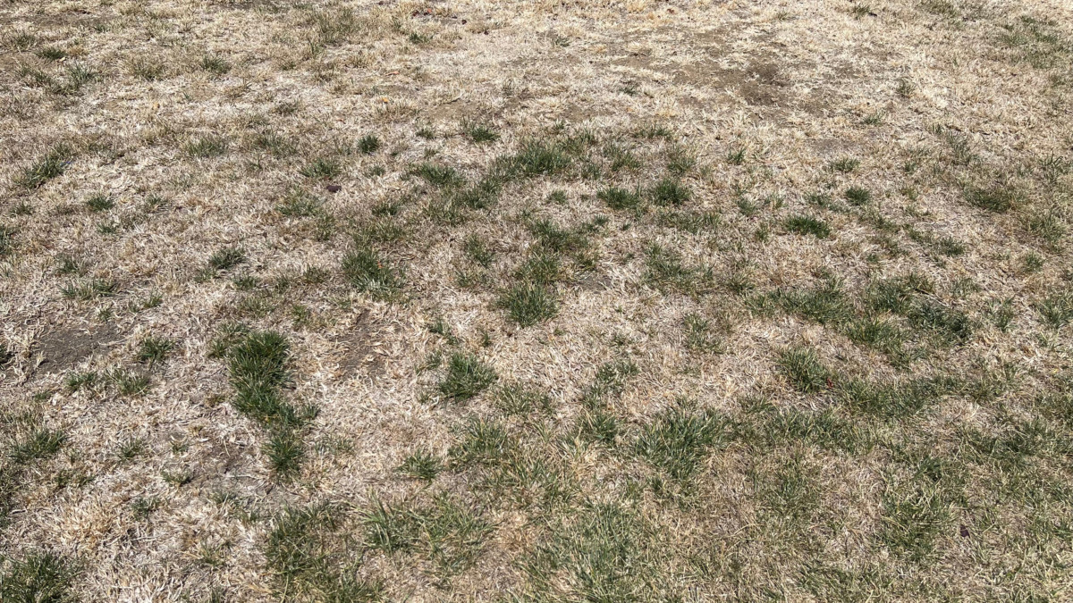 Dead grass due to drought