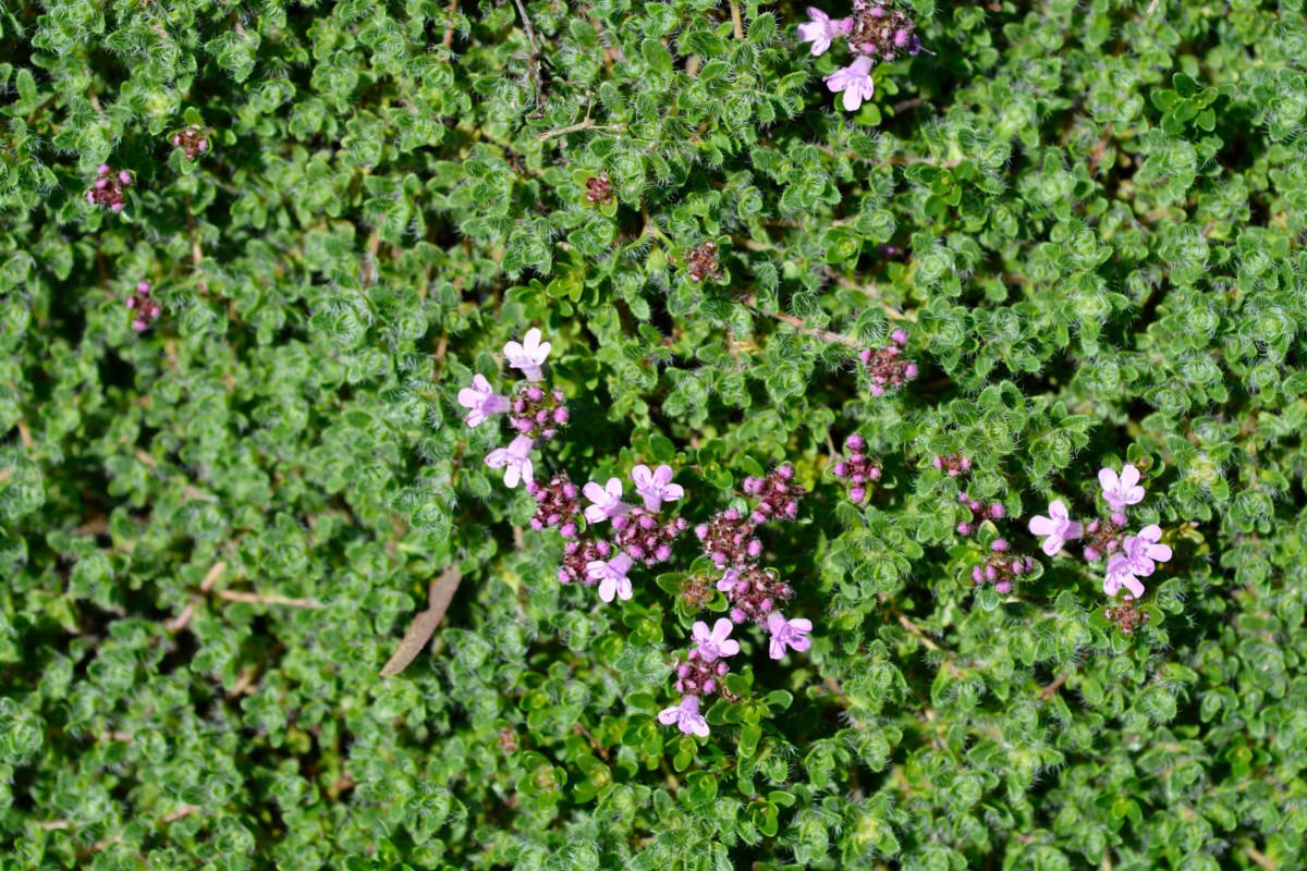 close up of densely growing thyme