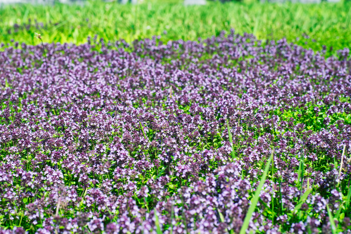 Close up of thyme ground cover in cemetery