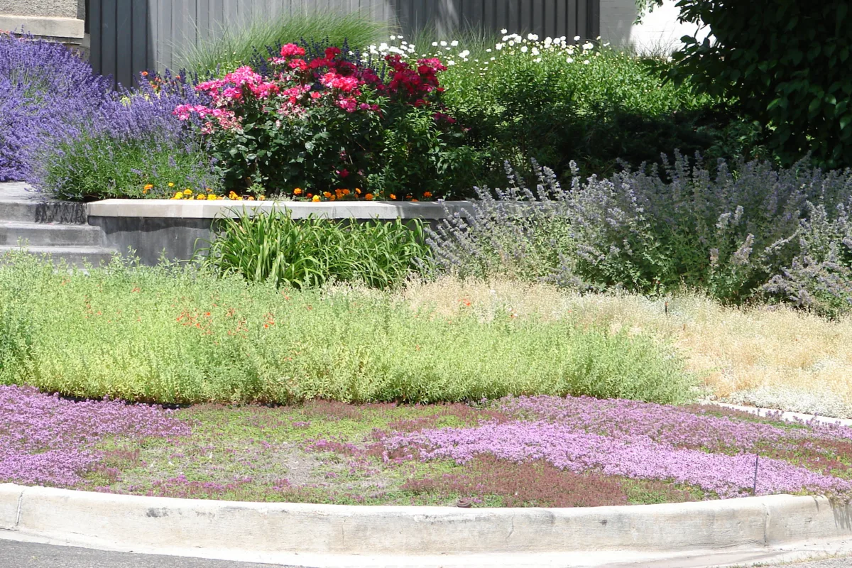 Thyme Lawn: A Simple Guide on Growing and Maintaining a Drought Resistant  Lawn - Smart Plants