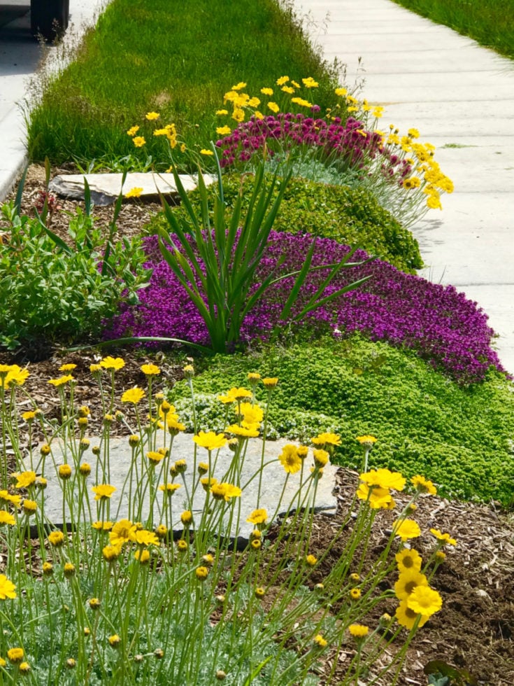 Reap The Benefits Of A Creeping Thyme Lawn