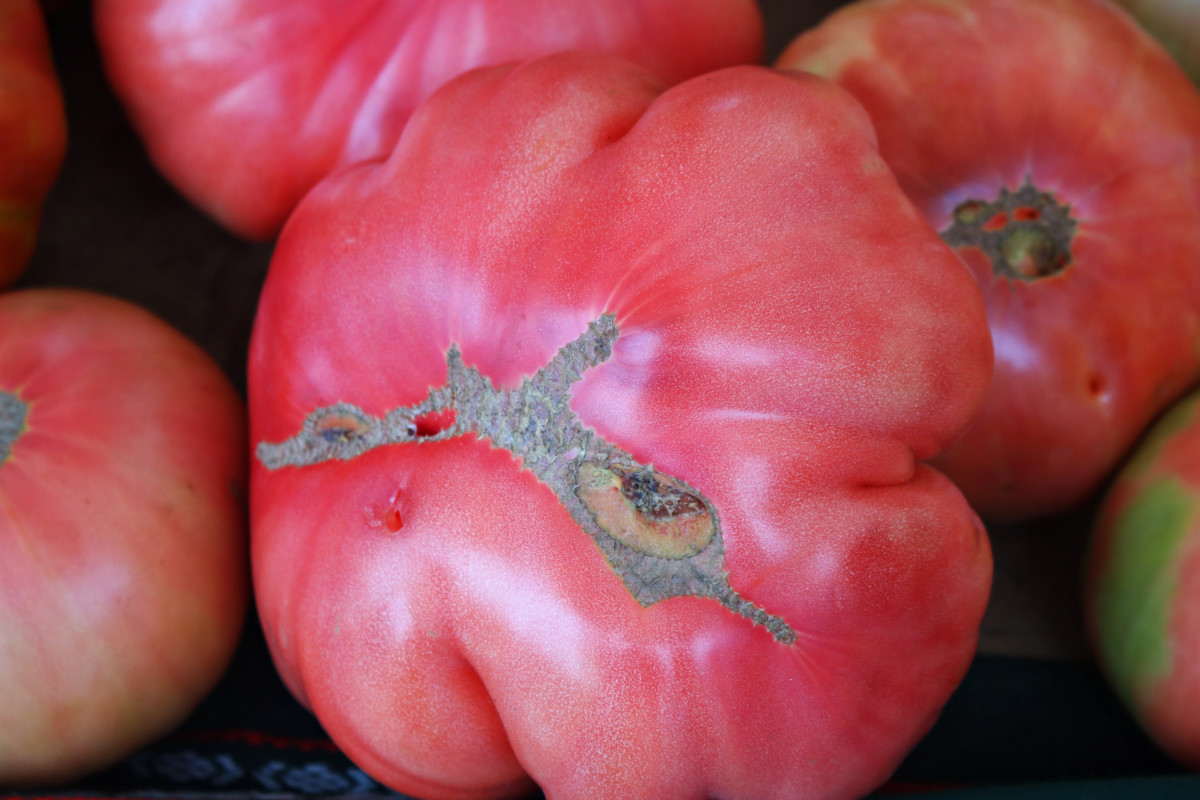 Beautiful heirloom tomatoes with mild catfacing on bottom