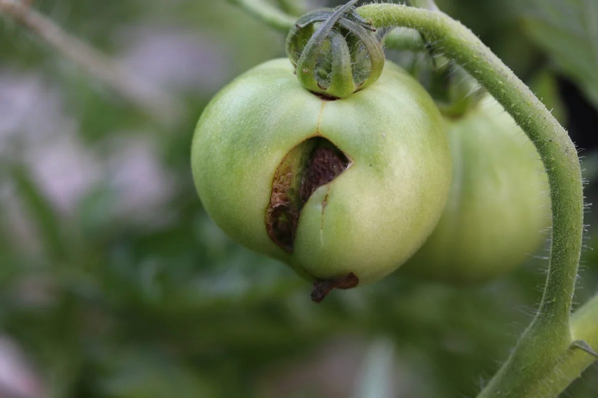 A catfaced tomato with an open wound