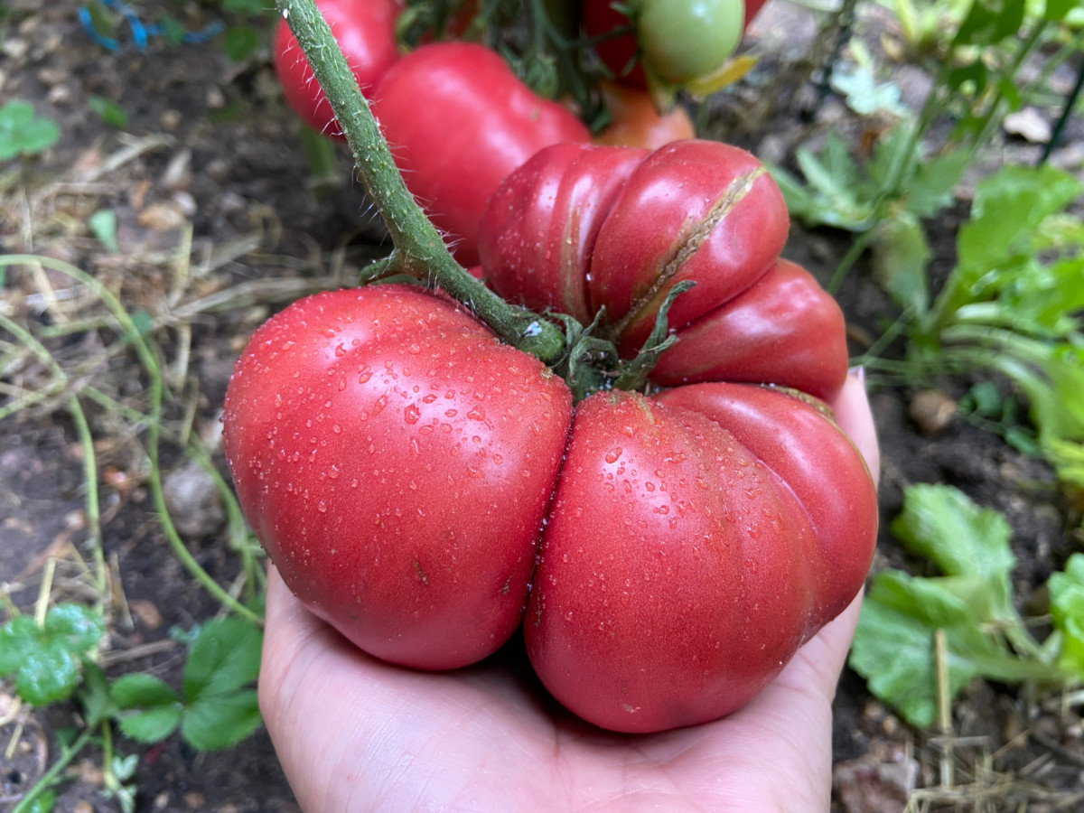 Large, many-lobed tomato in someone's hand