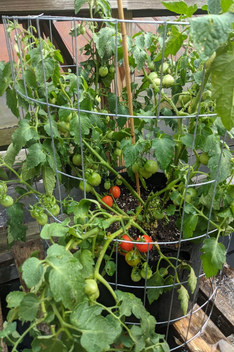 Principe borghese tomato growing in a tomato cage