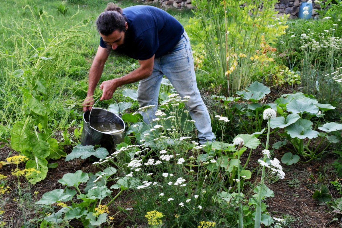Man watering plants with a bucket of nettle fertilizer