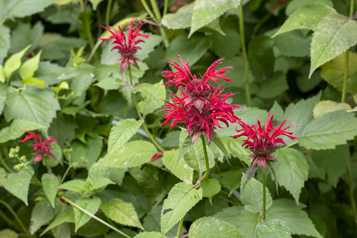 A double-crowned bee balm flower
