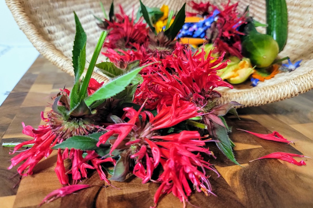 A basket with freshly picked bee balm