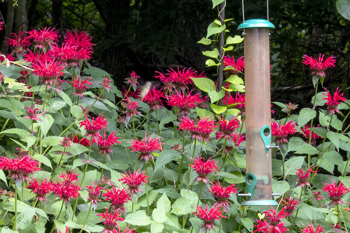A blurry hummingbird visiting bee balm flowers