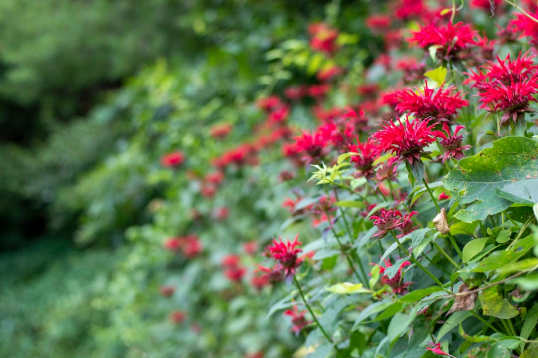 Bee Balm the Native Flower Everyone Should Have in Their Yard