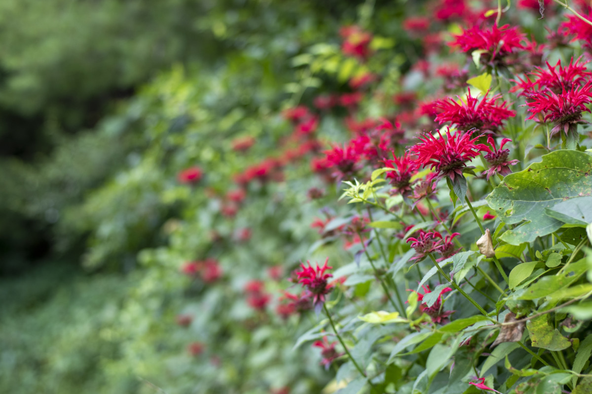 A soft focus stand of red bee balm