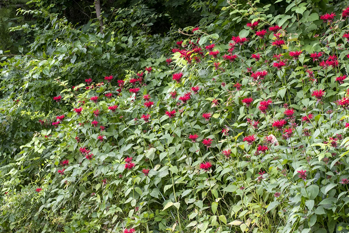 A vast stand of bee balm screens unsightly weeds