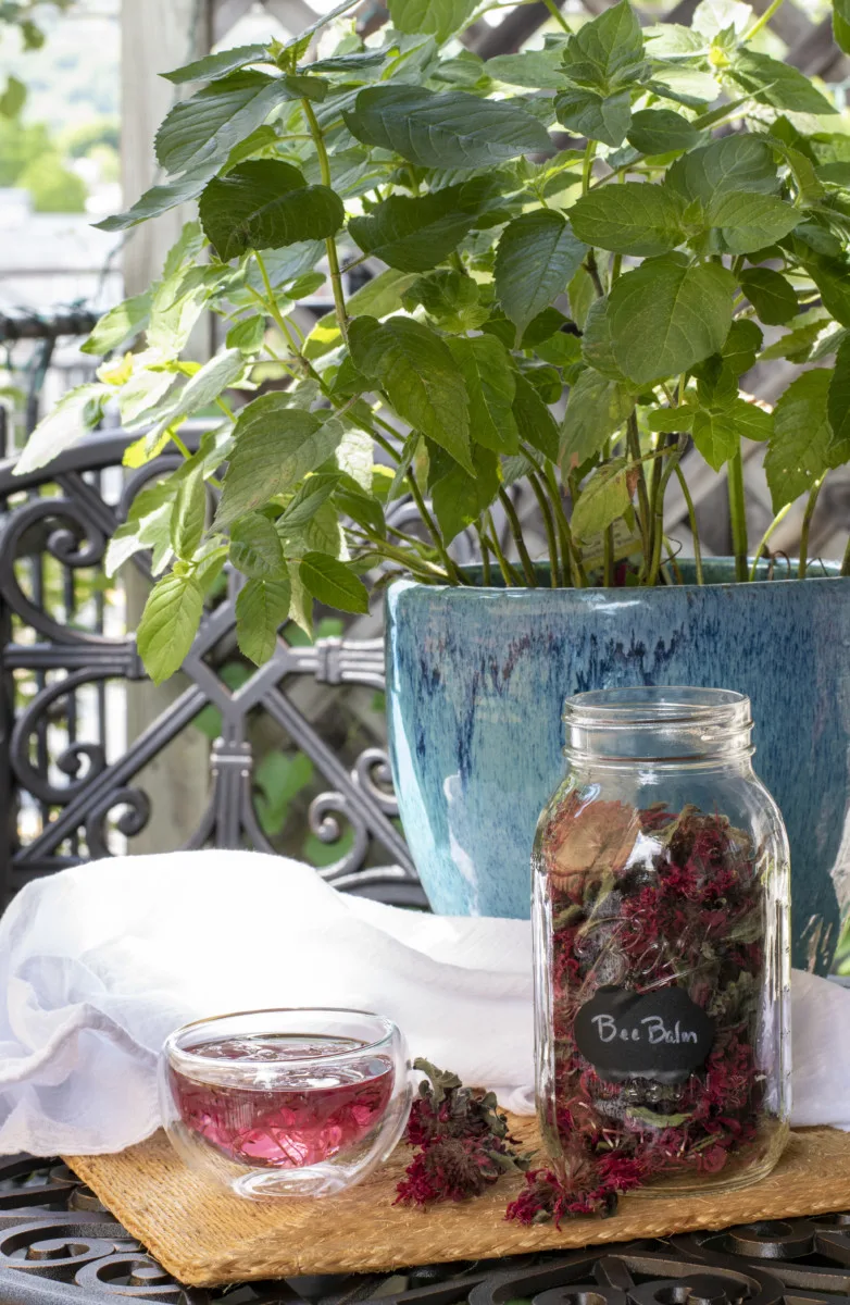 A potted bee balm on a table with a cup of bee balm tea and a jar of dried flowers