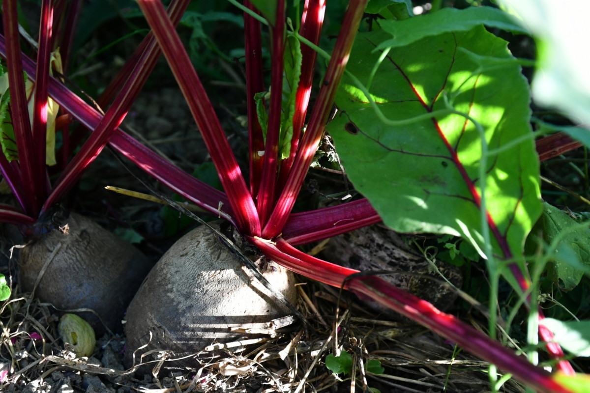 Close up of a beet root growing in the garden