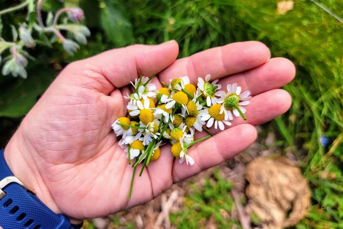 Hand holding chamomile buds